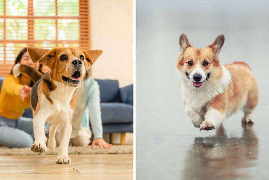 Pavimento resistente e sicuro per bambini e animali a Rimini